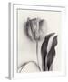 Tulipano Botanica Stature-Bill Philip-Framed Premium Giclee Print