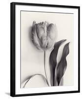 Tulipano Botanica Stature-Bill Philip-Framed Premium Giclee Print