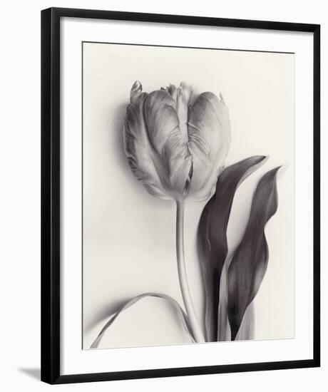 Tulipano Botanica Stature-Bill Philip-Framed Premium Giclee Print