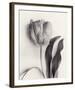 Tulipano Botanica Stature-Bill Philip-Framed Premium Giclee Print