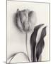 Tulipano Botanica Stature-Bill Philip-Mounted Premium Giclee Print