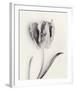 Tulipano Botanica Sway-Bill Philip-Framed Premium Giclee Print