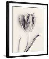 Tulipano Botanica Sway-Bill Philip-Framed Premium Giclee Print