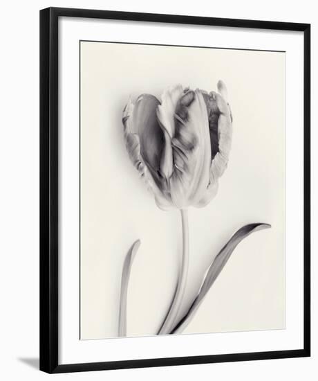 Tulipano Botanica Sway-Bill Philip-Framed Premium Giclee Print