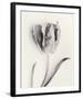 Tulipano Botanica Sway-Bill Philip-Framed Premium Giclee Print