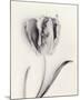 Tulipano Botanica Sway-Bill Philip-Mounted Premium Giclee Print