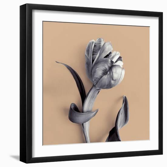 Tulipano Cantaloupe-Bill Philip-Framed Giclee Print