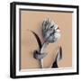 Tulipano Cantaloupe-Bill Philip-Framed Giclee Print