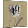 Tulipano Olive-Bill Philip-Mounted Giclee Print