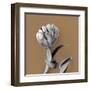 Tulipano Pecan-Bill Philip-Framed Giclee Print