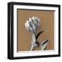 Tulipano Pecan-Bill Philip-Framed Giclee Print