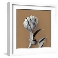 Tulipano Pecan-Bill Philip-Framed Giclee Print