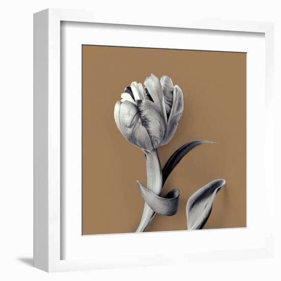 Tulipano Pecan-Bill Philip-Framed Giclee Print