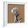 Tulipano Pecan-Bill Philip-Framed Giclee Print