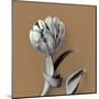 Tulipano Pecan-Bill Philip-Mounted Giclee Print