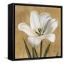 Tulipano-Andrea Trivelli-Framed Stretched Canvas