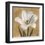 Tulipano-Andrea Trivelli-Framed Art Print