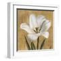 Tulipano-Andrea Trivelli-Framed Art Print