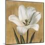 Tulipano-Andrea Trivelli-Mounted Art Print