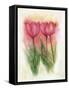 Tulipas 03-Maria Trad-Framed Stretched Canvas