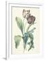 Tulipe Des Jardins, from Fleurs Dessinees D'Apres Nature, C. 1800-Gerard Van Spaendonck-Framed Giclee Print