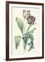 Tulipe Des Jardins, from Fleurs Dessinees D'Apres Nature, C. 1800-Gerard Van Spaendonck-Framed Giclee Print