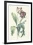 Tulipe Des Jardins, from Fleurs Dessinees D'Apres Nature, C. 1800-Gerard Van Spaendonck-Framed Giclee Print