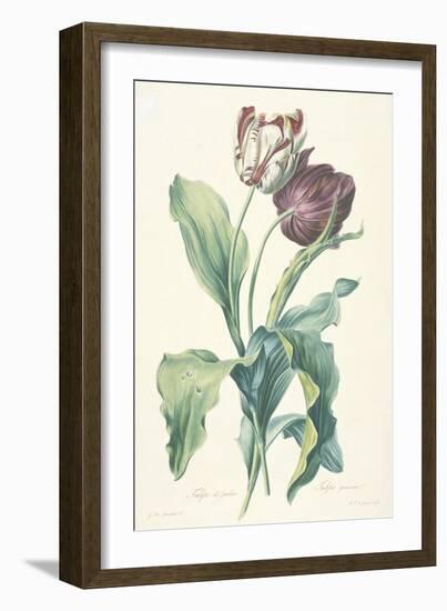 Tulipe Des Jardins, from Fleurs Dessinees D'Apres Nature, C. 1800-Gerard Van Spaendonck-Framed Giclee Print
