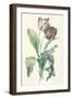 Tulipe Des Jardins, from Fleurs Dessinees D'Apres Nature, C. 1800-Gerard Van Spaendonck-Framed Giclee Print