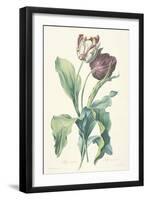 Tulipe Des Jardins, from Fleurs Dessinees D'Apres Nature, C. 1800-Gerard Van Spaendonck-Framed Giclee Print