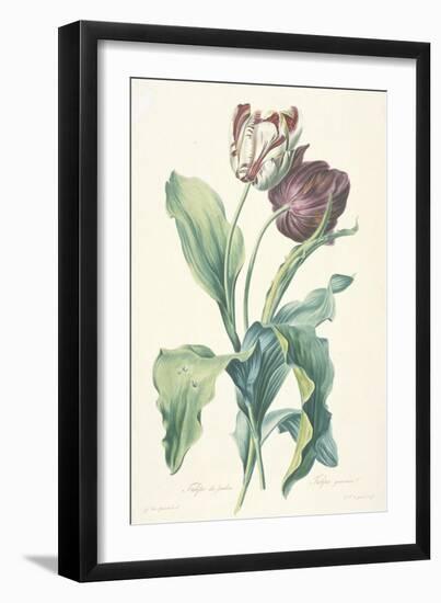 Tulipe Des Jardins, from Fleurs Dessinees D'Apres Nature, C. 1800-Gerard Van Spaendonck-Framed Giclee Print