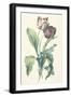 Tulipe Des Jardins, from Fleurs Dessinees D'Apres Nature, C. 1800-Gerard Van Spaendonck-Framed Giclee Print