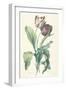 Tulipe Des Jardins, from Fleurs Dessinees D'Apres Nature, C. 1800-Gerard Van Spaendonck-Framed Giclee Print