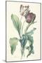 Tulipe Des Jardins, from Fleurs Dessinees D'Apres Nature, C. 1800-Gerard Van Spaendonck-Mounted Giclee Print