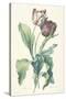 Tulipe Des Jardins, from Fleurs Dessinees D'Apres Nature, C. 1800-Gerard Van Spaendonck-Stretched Canvas