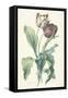 Tulipe Des Jardins, from Fleurs Dessinees D'Apres Nature, C. 1800-Gerard Van Spaendonck-Framed Stretched Canvas