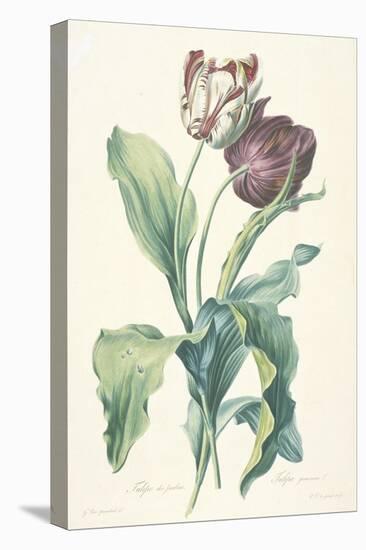 Tulipe Des Jardins, from Fleurs Dessinees D'Apres Nature, C. 1800-Gerard Van Spaendonck-Stretched Canvas