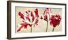 Tulipes Royales-Luca Villa-Framed Art Print