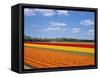 Tulipfields-null-Framed Stretched Canvas