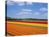 Tulipfields-null-Stretched Canvas