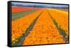 Tulipfields-Colette2-Framed Stretched Canvas