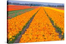 Tulipfields-Colette2-Stretched Canvas