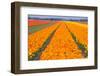 Tulipfields-Colette2-Framed Premium Photographic Print