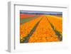 Tulipfields-Colette2-Framed Premium Photographic Print