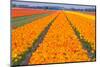 Tulipfields-Colette2-Mounted Premium Photographic Print