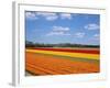 Tulipfields-null-Framed Photographic Print