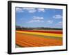 Tulipfields-null-Framed Photographic Print