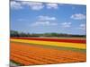 Tulipfields-null-Mounted Photographic Print