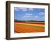 Tulipfields-null-Framed Photographic Print