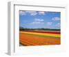 Tulipfields-null-Framed Photographic Print